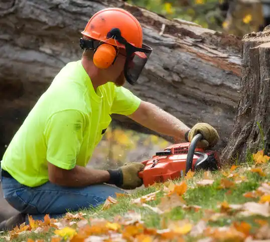 tree services Walkertown